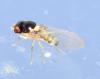 Asteia amoena